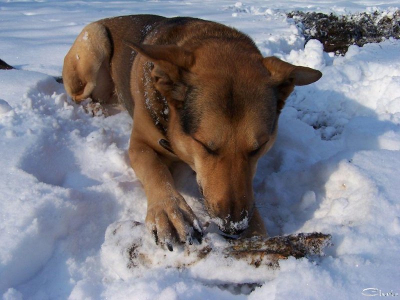 20050303_balou_spielt_im_park_im_schnee_150