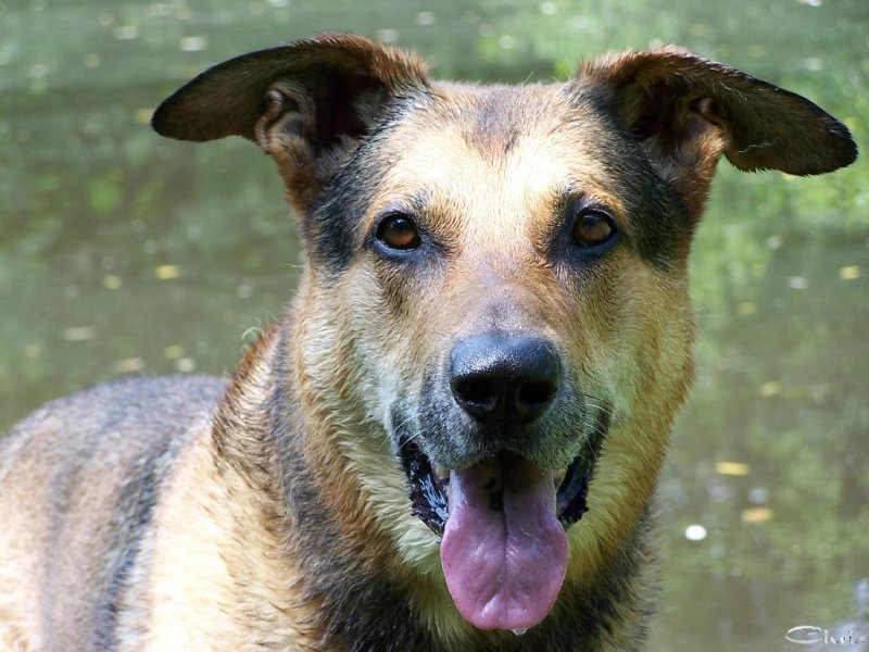 20050704_balou_im_park_beim_schwimmen_054