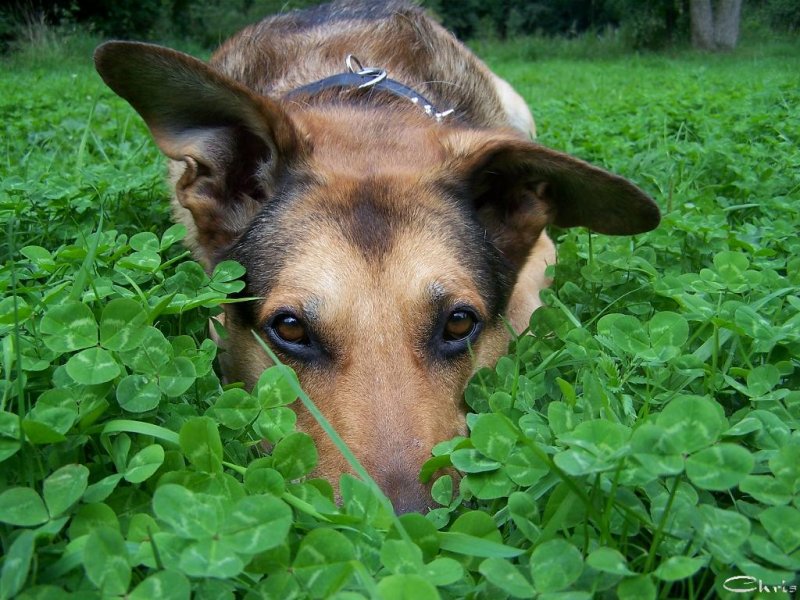 20050816_im_park_mit_balou_080