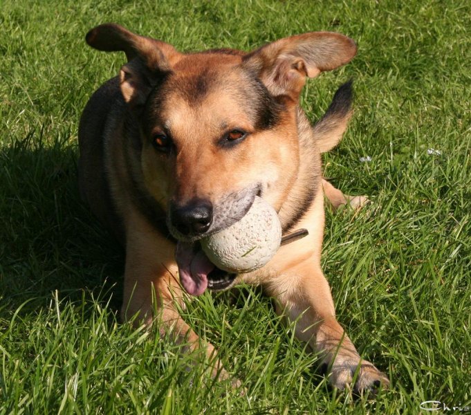 20051014_hundefreilaufwiese_klasse_019
