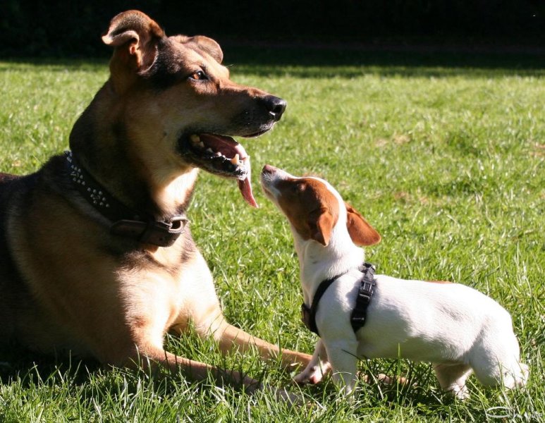 20051016_im_park_auf_der_hundewiese_mit_gina_055