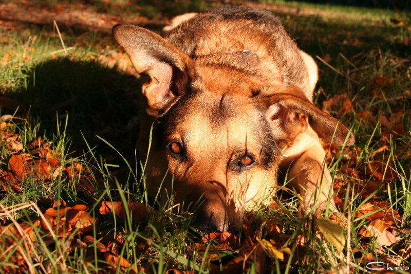 20051028_balou_in_der_herbstsonne_am_freitag_033