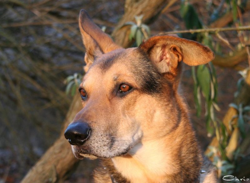 20060109_fin_fin_filou_und_balou_im_park_088