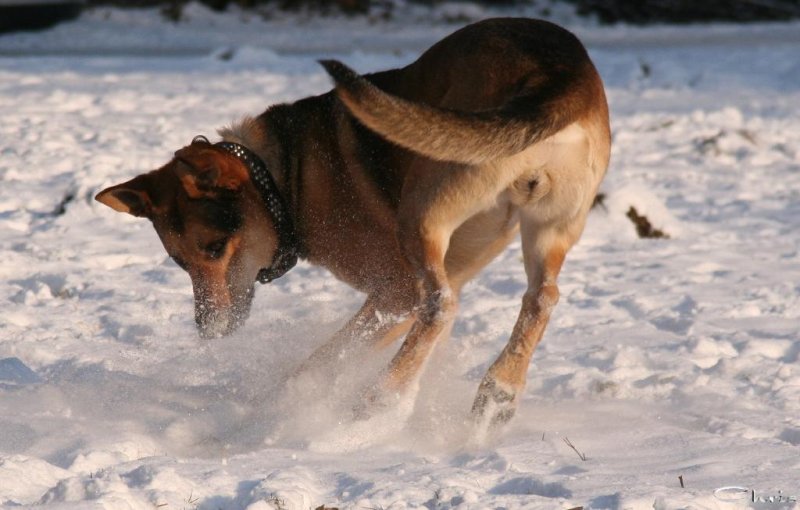 20060127_im_verschneitem_park_mit_balou_036