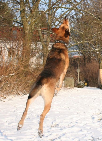20060127_im_verschneitem_park_mit_balou_085