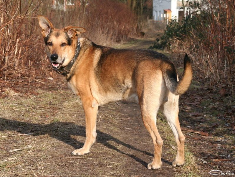 20060227_balou_und_lilli_im_park_042