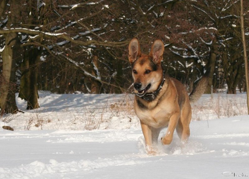 20060312_balou_im_verschneiten_park_076