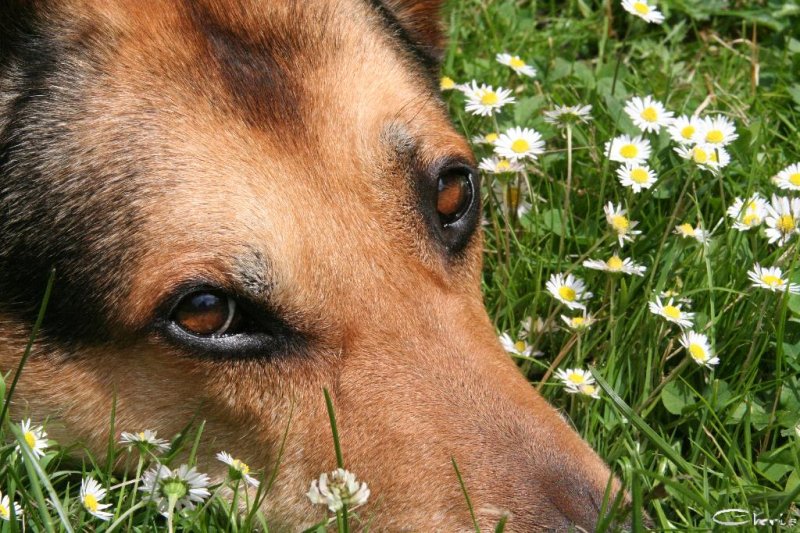 20060623_eichh_rnchen_reiher_balou_014