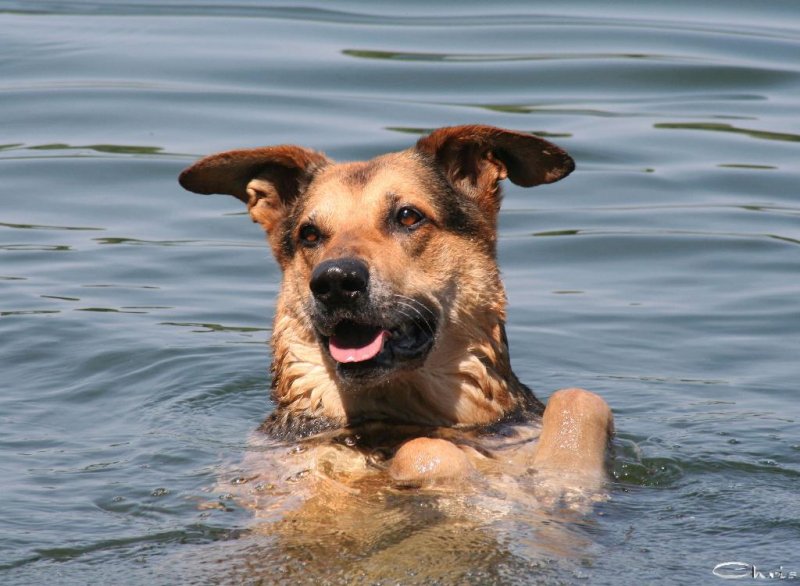 20060625_eichbaumsee_schwimmen_mit_balou_054