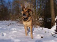 20050303_balou_spielt_im_park_im_schnee_049