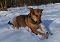 20050303_balou_spielt_im_park_im_schnee_134