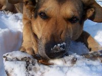 20050303_balou_spielt_im_park_im_schnee_152