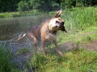 20050704_balou_im_park_beim_schwimmen_048