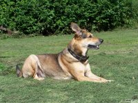 20050817_im_park_mit_balou_libelle_007