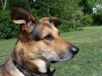 20050817_im_park_mit_balou_libelle_010