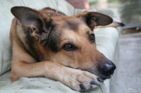 20050910_balou_auf_dem_balkon_020