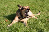 20051014_hundefreilaufwiese_klasse_010