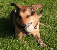 20051014_hundefreilaufwiese_klasse_019