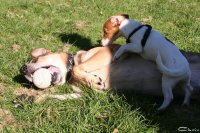 20051016_im_park_auf_der_hundewiese_mit_gina_033