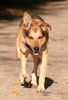 20051027_balou_in_der_herbstsonne_014