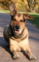 20051027_balou_in_der_herbstsonne_042