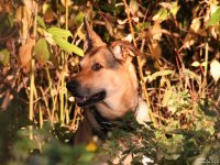 20051028_balou_in_der_herbstsonne_am_freitag_001