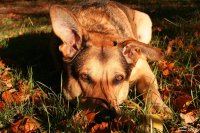 20051028_balou_in_der_herbstsonne_am_freitag_030