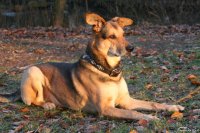 20060109_fin_fin_filou_und_balou_im_park_096