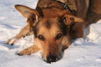 20060127_im_verschneitem_park_mit_balou_012