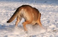 20060127_im_verschneitem_park_mit_balou_041