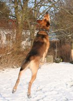20060127_im_verschneitem_park_mit_balou_085