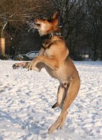 20060127_im_verschneitem_park_mit_balou_095