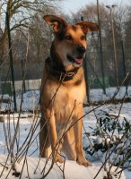 20060127_im_verschneitem_park_mit_balou_116