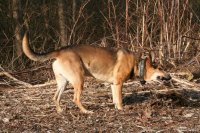20060227_balou_und_lilli_im_park_022