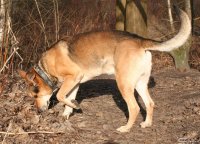 20060227_balou_und_lilli_im_park_031