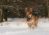 20060312_balou_im_verschneiten_park_076