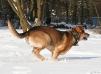 20060312_balou_im_verschneiten_park_119