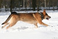 20060312_balou_im_verschneiten_park_134