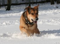 20060312_balou_im_verschneiten_park_157