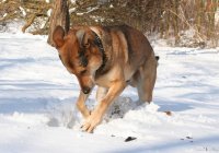 20060313_sonne_und_schnee_047