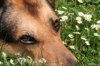 20060623_eichh_rnchen_reiher_balou_014