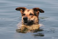 20060625_eichbaumsee_schwimmen_mit_balou_061