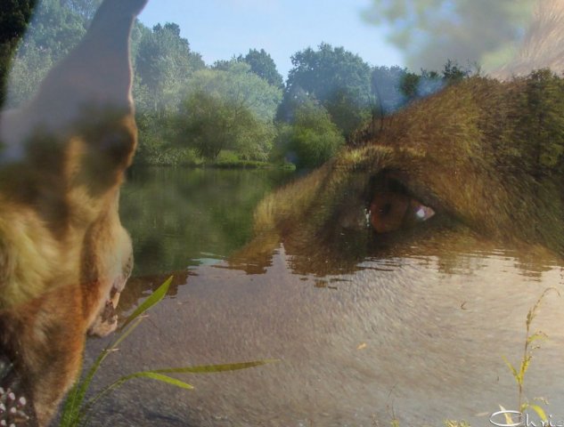 20041028_balou_guckt_aufs_wasser