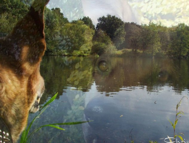20041028_balou_guckt_aufs_wasser_2