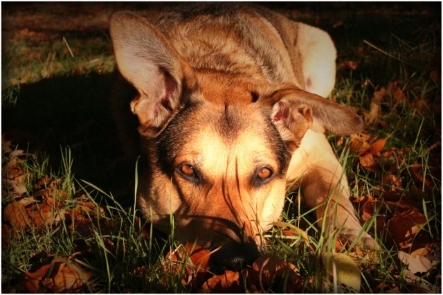 20051028_balou_in_der_herbstsonne_am_freitag_030_rahmen4