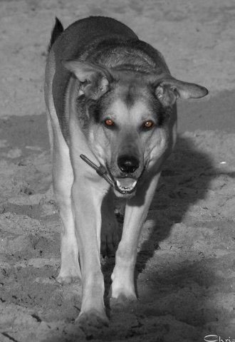 balou_mit_bernsteinaugen_stehend