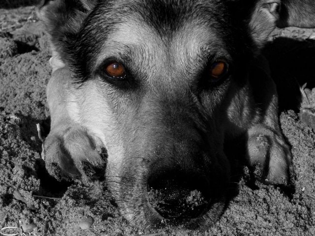 balou_mit_bernsteinaugen_sw3