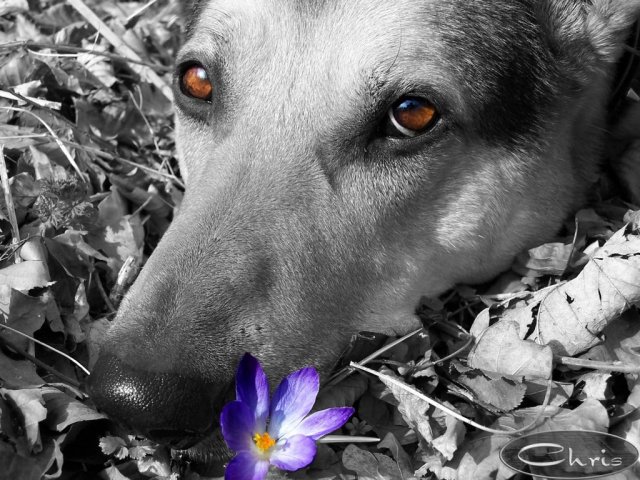 balou_mit_blume_im_maul