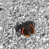 20050827_schmetterling_sw_farbe