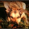 20051028_balou_in_der_herbstsonne_am_freitag_030_rahmen4